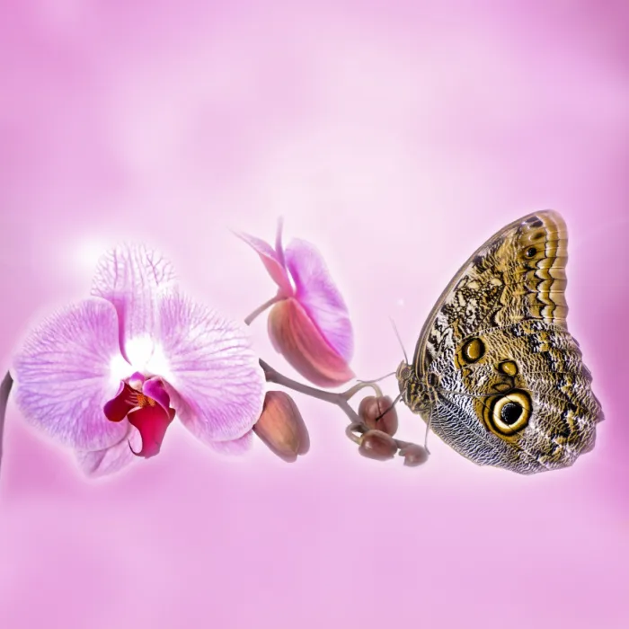 Butterfly Orchid - Premium Fragrance Oil