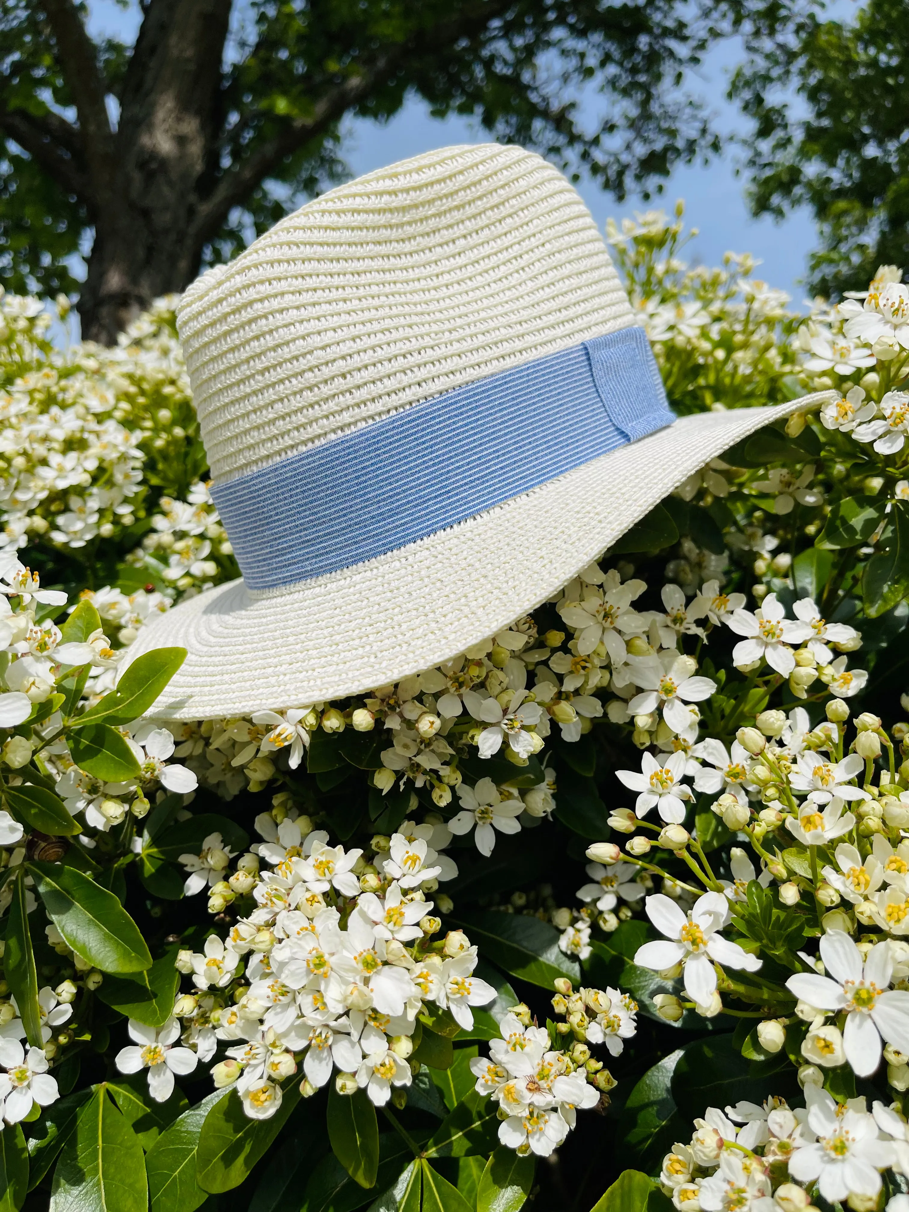 Straw fedora with blue linen stripe